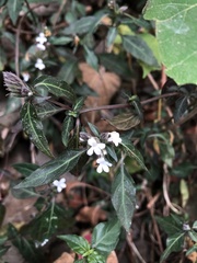 Lepidagathis formosensis