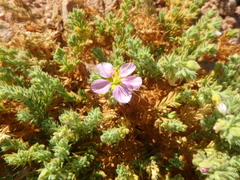 Fagonia mollis