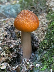 Hymenopellis sinapicolor