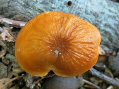 Hymenopellis sinapicolor