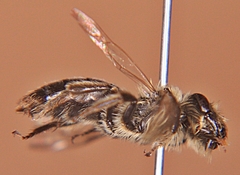 Andrena vicina