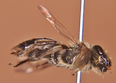 Andrena vicina