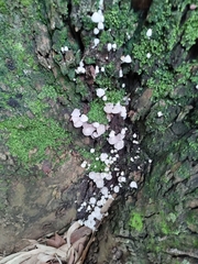 Coprinellus disseminatus