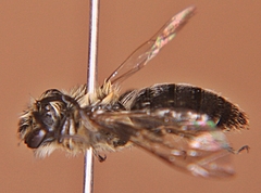 Andrena vicina