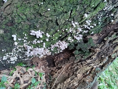 Coprinellus disseminatus