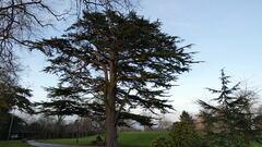 Cedrus libani