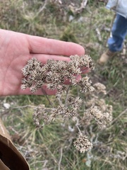 Verbesina virginica