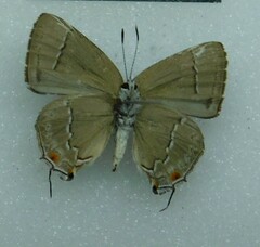 Lycaenidae