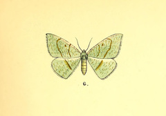 Aplochlora grata