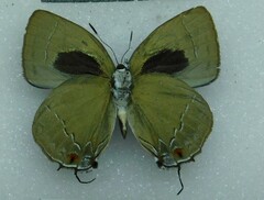 Lycaenidae