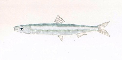 Blue Sprat