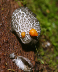 Coccoidea