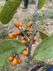 Bocageopsis multiflora