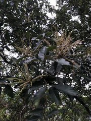 Castanopsis formosana