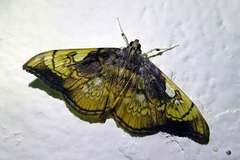Pantographa