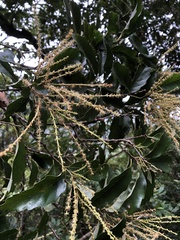 Castanopsis formosana