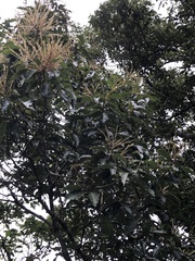 Castanopsis formosana