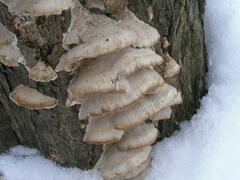 Bjerkandera fumosa