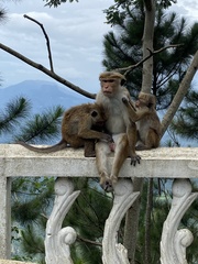 Macaca sinica