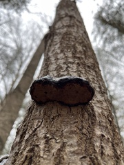 Phellinus igniarius igniarius