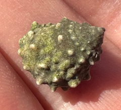 Echinolittorina tuberculata