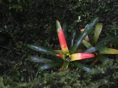 Guzmania sanguinea