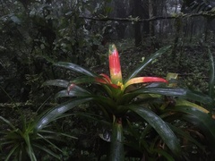 Guzmania sanguinea