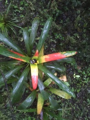 Guzmania sanguinea
