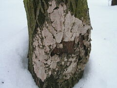 Dendrocorticium polygonioides