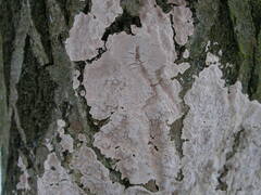 Dendrocorticium polygonioides