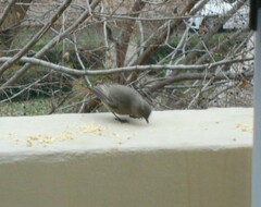 Phoenicurus ochruros