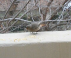 Phoenicurus ochruros