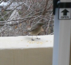 Phoenicurus ochruros