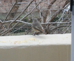 Phoenicurus ochruros