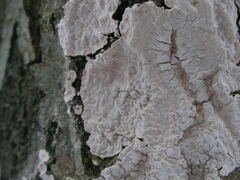 Dendrocorticium polygonioides