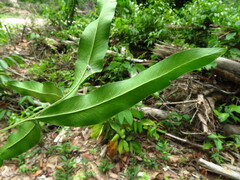 Lindsaea ensifolia
