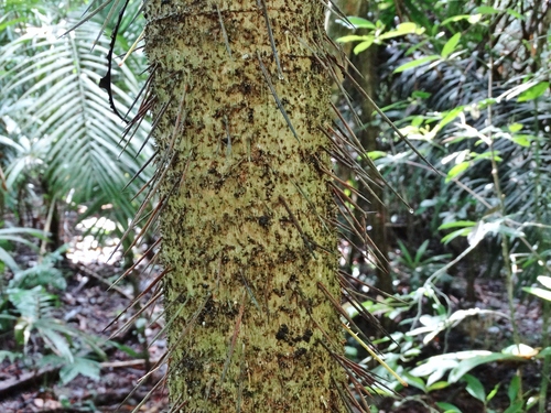 Cryosophila albida - Whole tree
