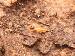 Nasutitermes corniger