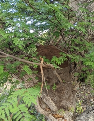 Nasutitermes corniger