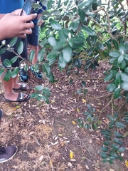 Metrosideros excelsa