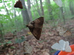 Zanclognatha laevigata