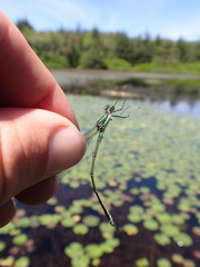 Lestes inaequalis