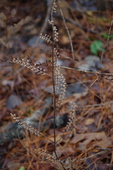 Perilla frutescens