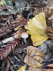 Lepiota castaneidisca