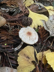 Lepiota castaneidisca
