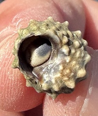 Echinolittorina tuberculata