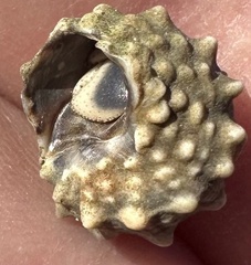 Echinolittorina tuberculata