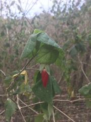 Abutilon reflexum