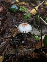 Lepiota castaneidisca