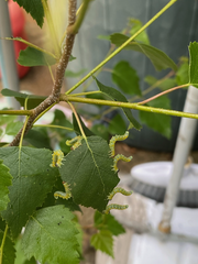 Pristiphora testacea